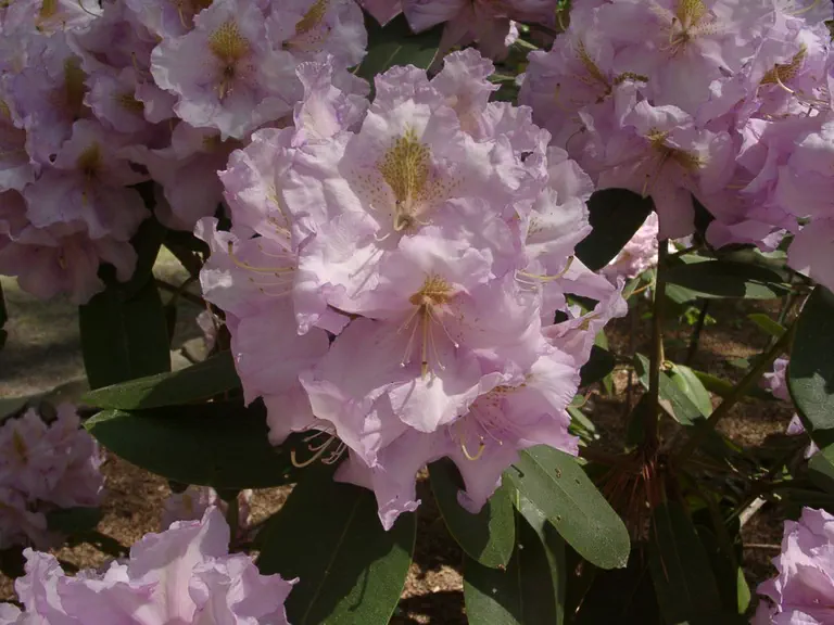 Photo of R. 'Dexter's Amethyst', Rhododendron Hybrid