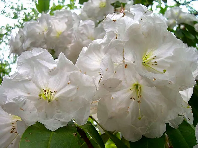 Photo of R. 'Dexter's Spice', Rhododendron Hybrid