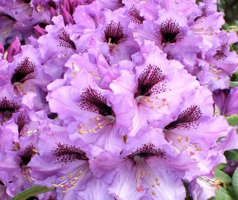 Photo of R. 'Blue Boy x Black Prince', Rhododendron Hybrid