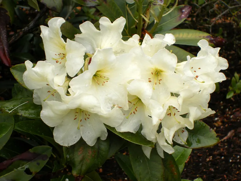 Photo of R. 'Lem's Cameo x Karen Triplet', Rhododendron Hybrid