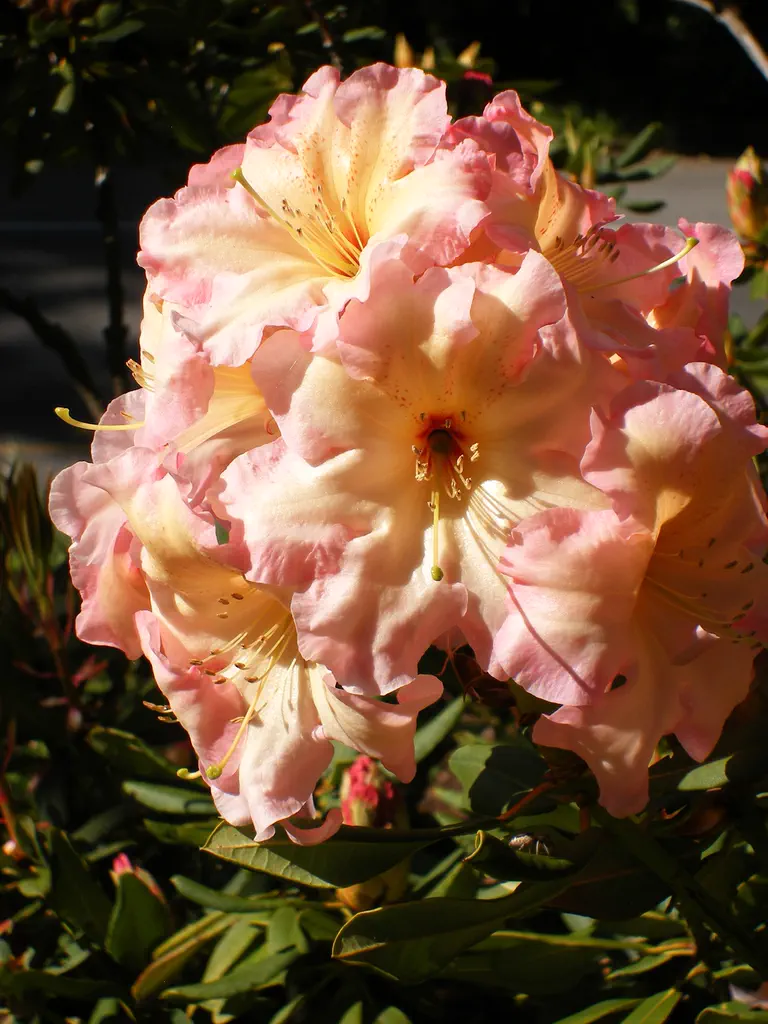 Photo of R. 'Lem's Cameo x Hotei', Rhododendron Hybrid