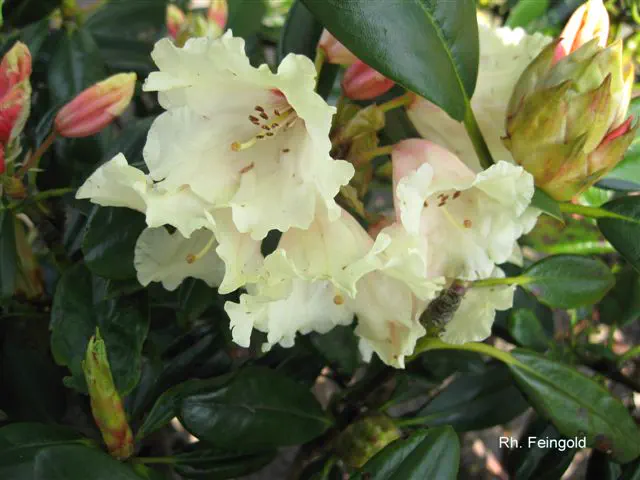 Photo of R. 'Feingold', Rhododendron Hybrid