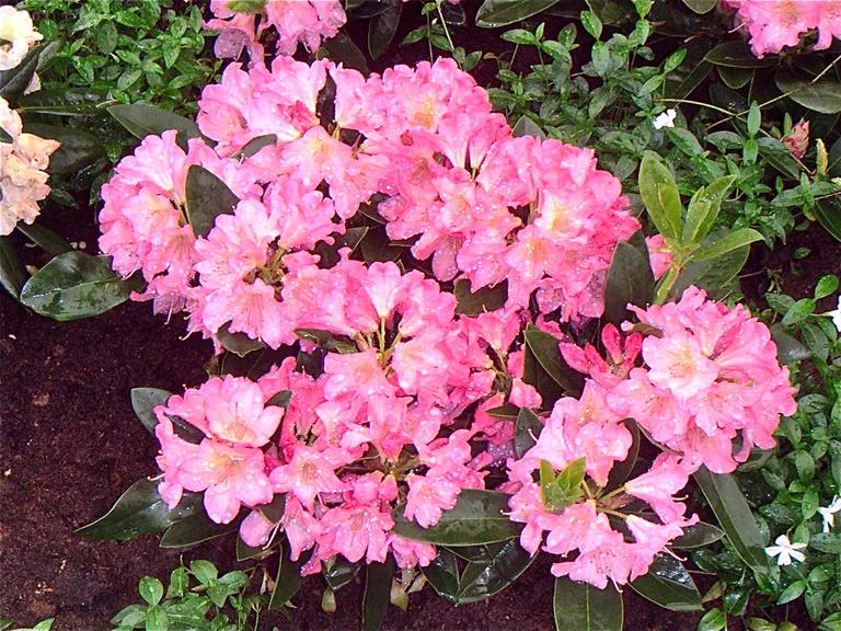 Photo of R. 'Bruns Diana', Rhododendron Hybrid