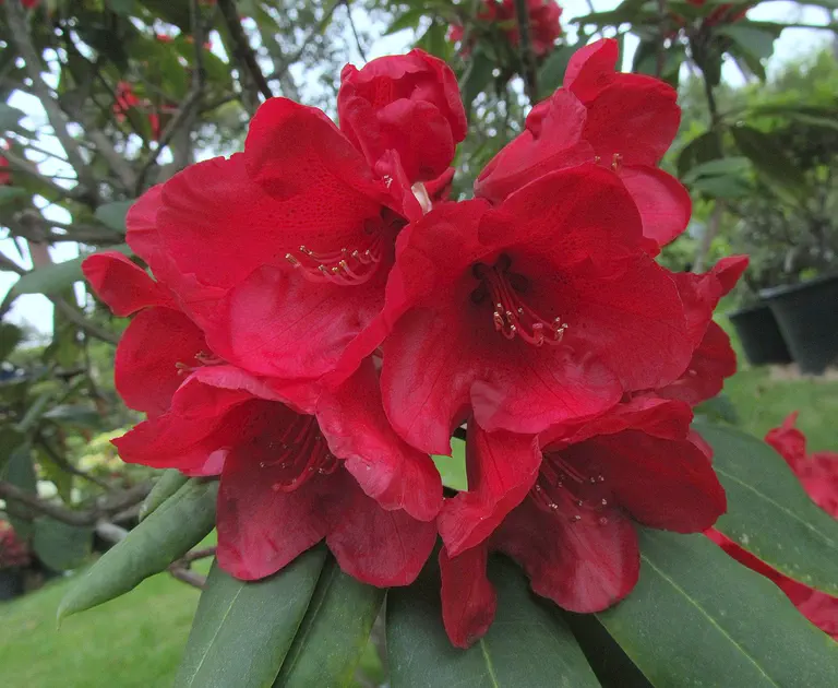 Photo of R. 'Jim Drewry', Rhododendron Hybrid