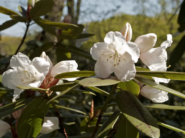 Photo of R. 'Mary Oleri', Rhododendron Hybrid