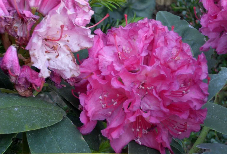 Photo of R. 'Diana van Herzeele', Rhododendron Hybrid