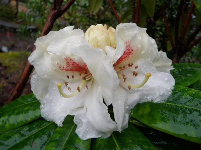 Photo of R. 'Diane', Rhododendron Hybrid