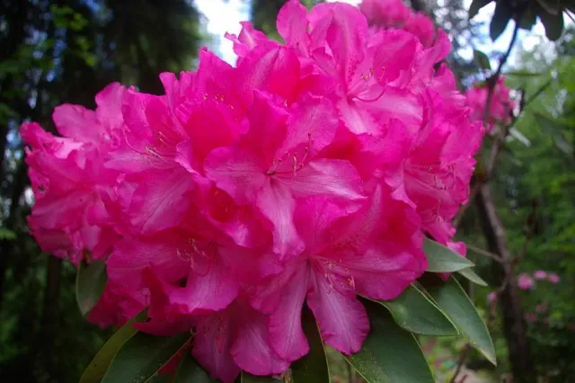 Photo of R. 'Amy', Rhododendron Hybrid