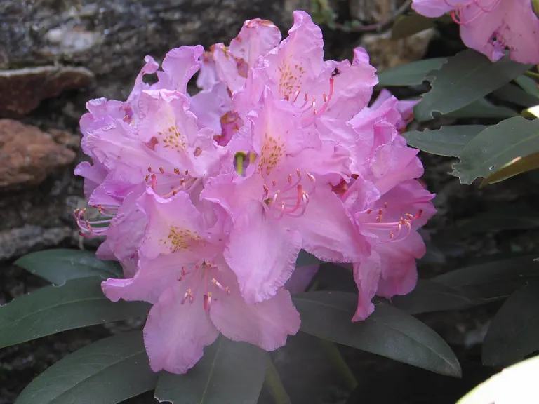 Photo of R. 'Dietrich', Rhododendron Hybrid