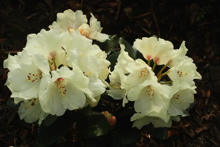 Photo of R. 'Trompenburg', Rhododendron Hybrid