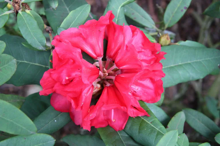 Photo of R. 'Directeur Dorsman', Rhododendron Hybrid