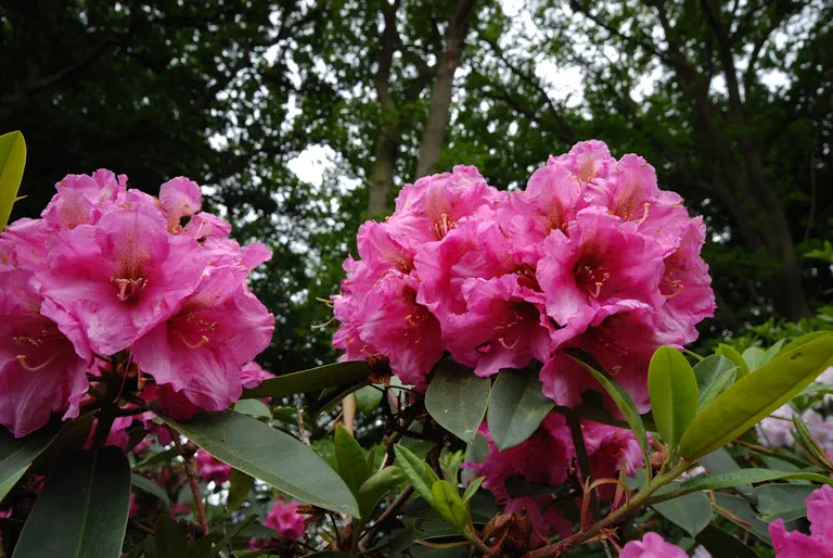 Photo of R. 'Direktor E Hjelm', Rhododendron Hybrid
