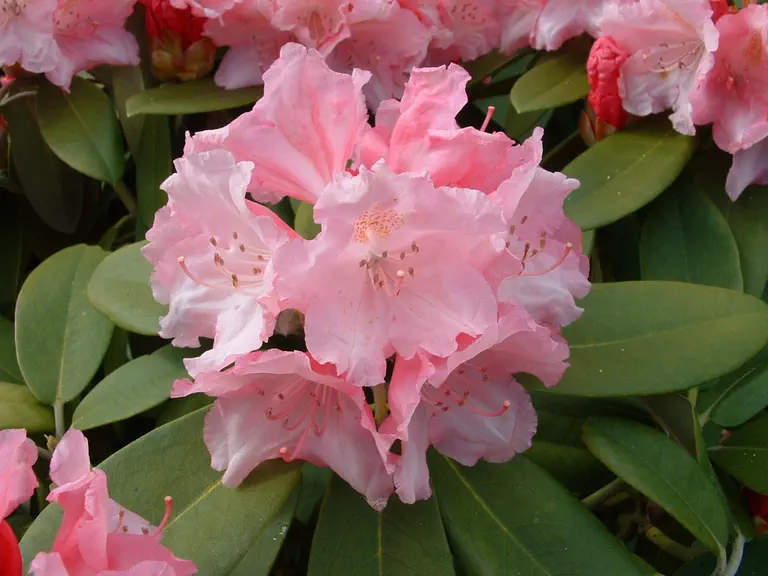 Photo of R. 'Doc', Rhododendron Hybrid