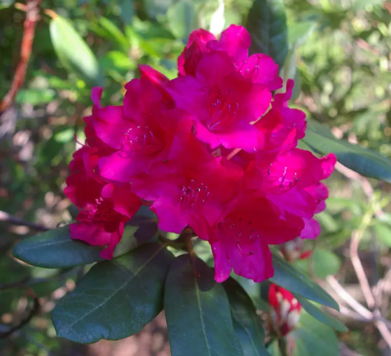 Photo of R. 'Cary's Red', Rhododendron Hybrid
