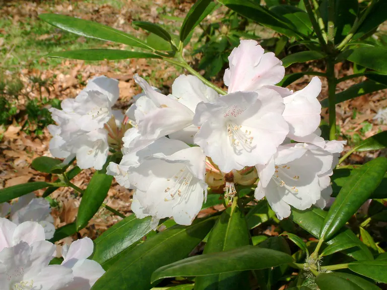 Photo of R. 'metternichii x hyperythrum', Rhododendron Hybrid