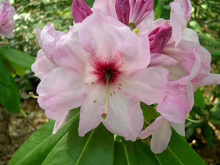 Photo of R. 'Martin Van Hof', Rhododendron Hybrid