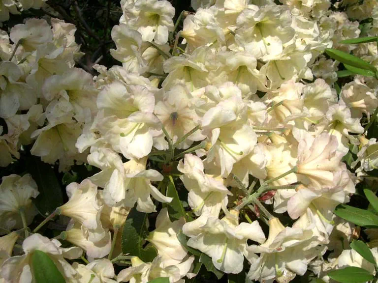 Photo of R. 'Rhode Island Yellow', Rhododendron Hybrid