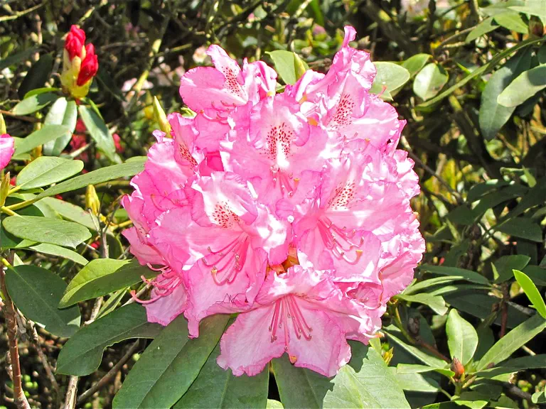 Photo of R. 'Doctor Arnold W. Endtz', Rhododendron Hybrid