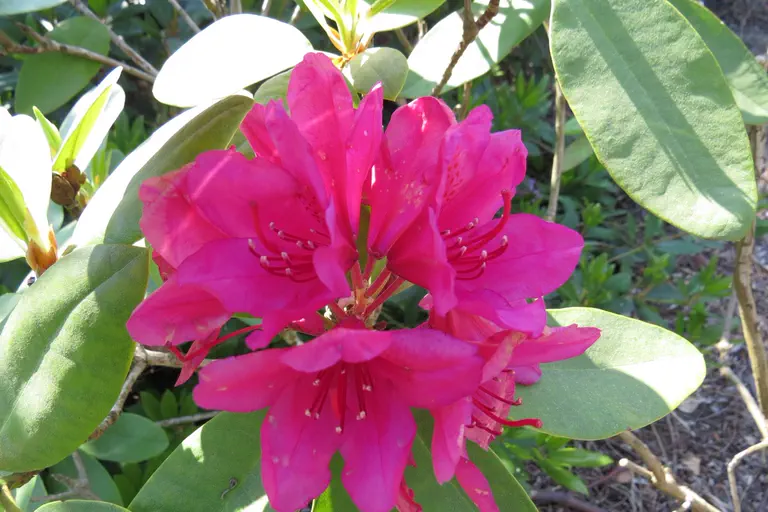 Photo of R. 'Doctor H.C. Dresselhuys', Rhododendron Hybrid