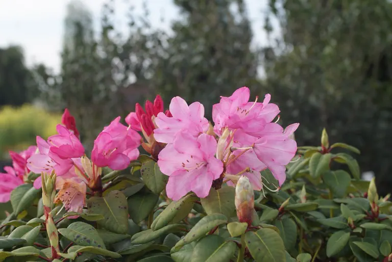 Photo of R. 'Doctor H.C. Karl Förster', Rhododendron Hybrid