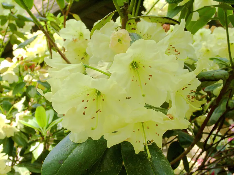 Photo of R. 'Amazement', Rhododendron Hybrid