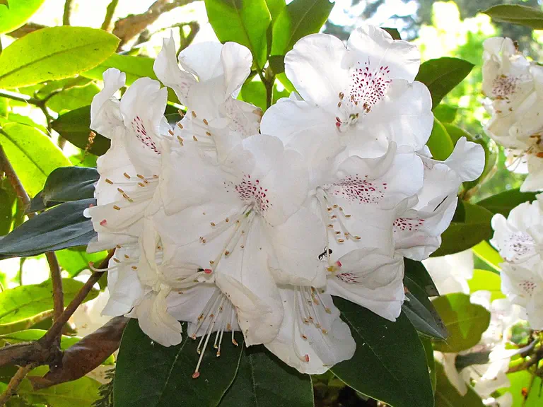 Photo of R. 'Doctor Stocker', Rhododendron Hybrid