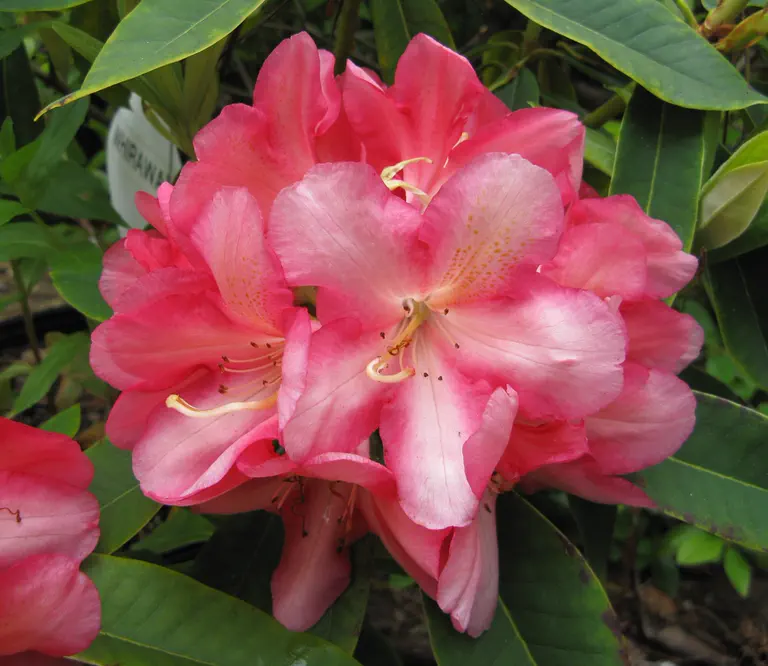 Photo of R. 'Whirlaway', Rhododendron Hybrid