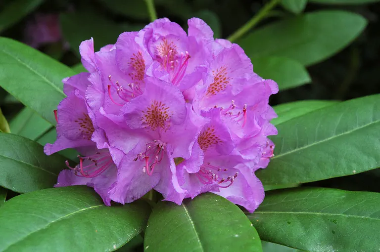 Photo of R. catawbiense 'Catawbiense Grandiflorum', Rhododendron Species Selection