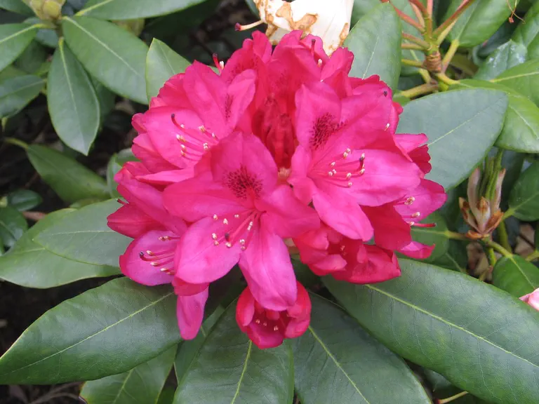 Photo of R. 'Nova Zembla', Rhododendron Hybrid