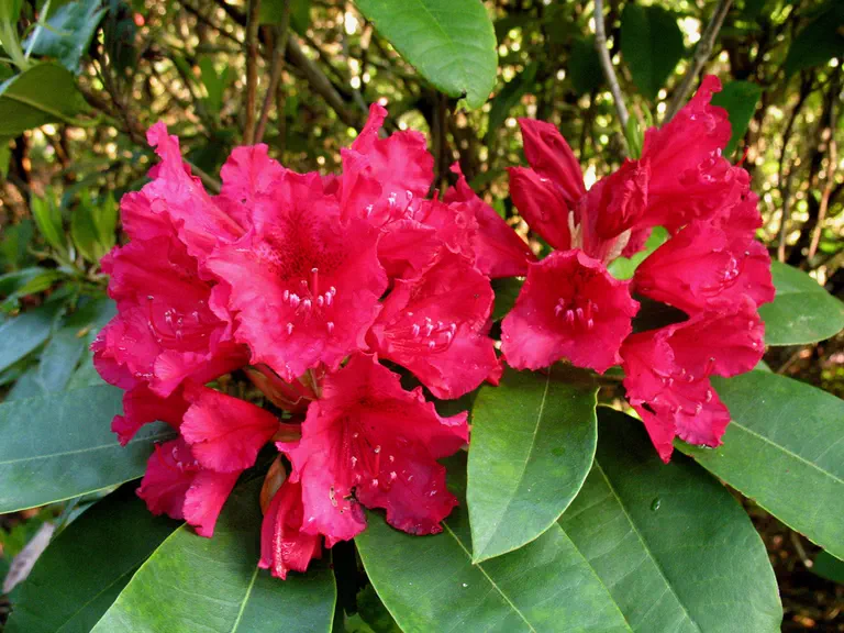 Photo of R. 'Doctor V.H. Rutgers', Rhododendron Hybrid