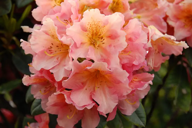 Photo of R. 'Dolcemente', Rhododendron Hybrid