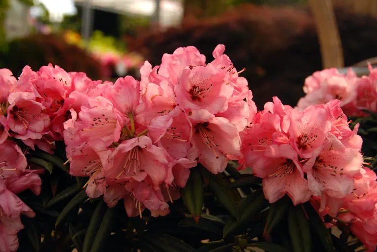 Photo of R. 'Dolita', Rhododendron Hybrid