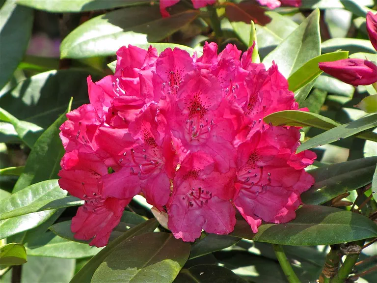 Photo of R. 'Erna', Rhododendron Hybrid