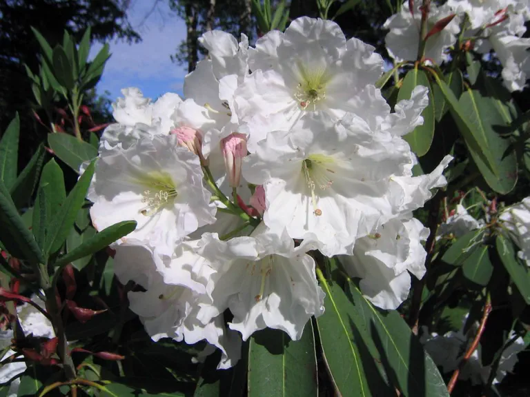 Photo of R. 'Madfort Group', Rhododendron Cultivar group