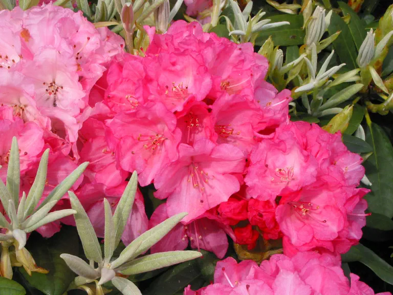Photo of R. 'Don Giovanni', Rhododendron Hybrid