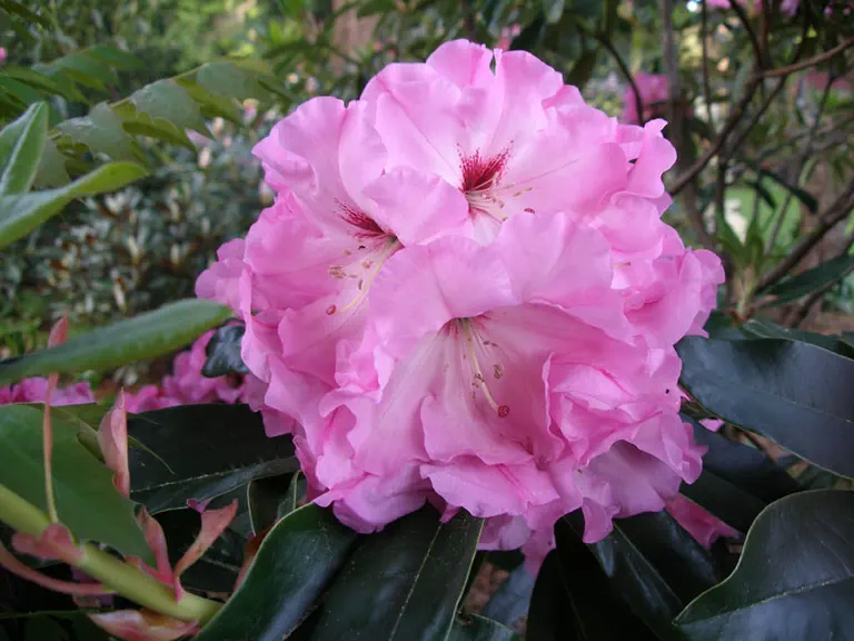 Photo of R. 'Pink Fragrance Group', Rhododendron Hybrid