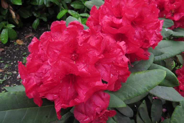 Photo of R. 'Dopey', Rhododendron Hybrid