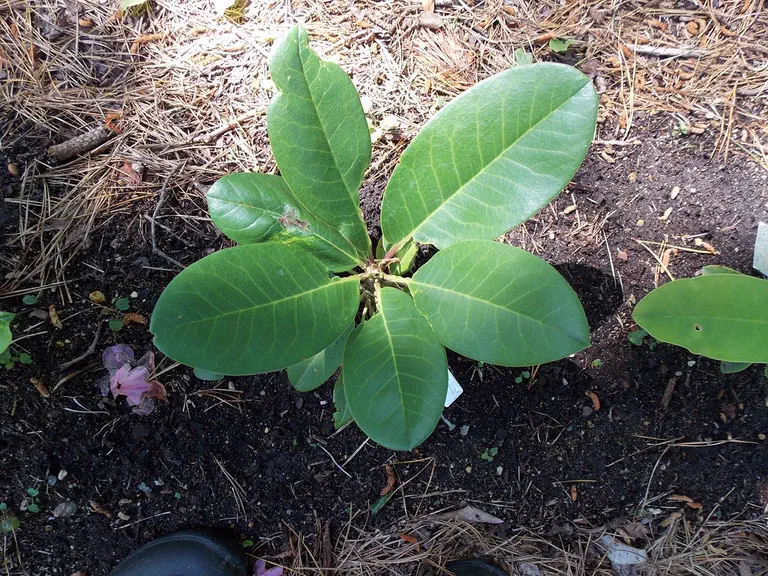Photo of R. 'Pink Sparkler', Rhododendron Hybrid