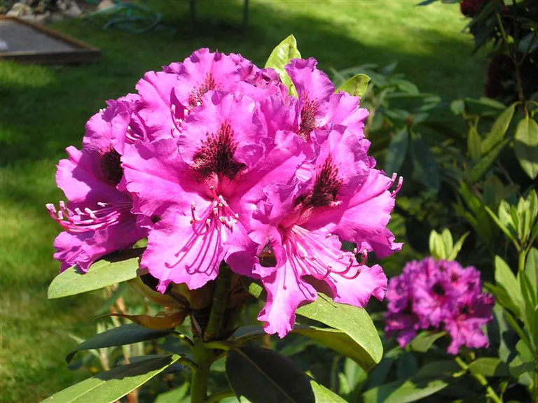 Photo of R. 'Dorothy Amateis', Rhododendron Hybrid