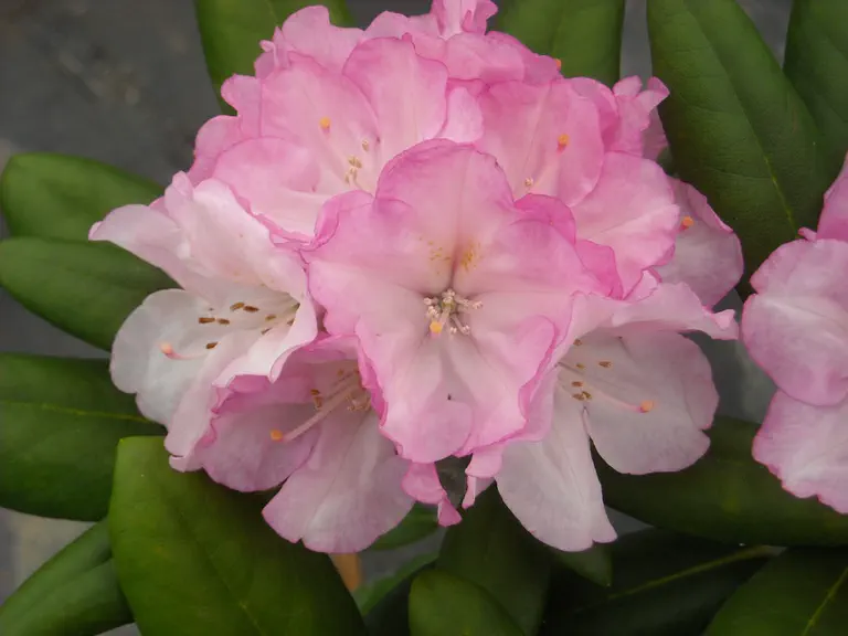 Photo of R. 'Dorothy Swift', Rhododendron Hybrid