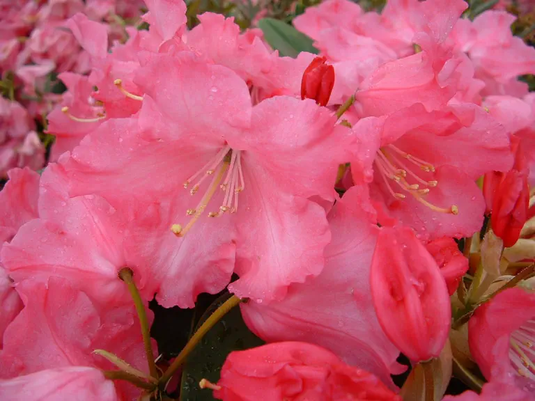 Photo of R. 'Dormouse Group', Rhododendron Cultivar group