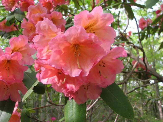 Photo of R. 'Bea MacDonald', Rhododendron Hybrid