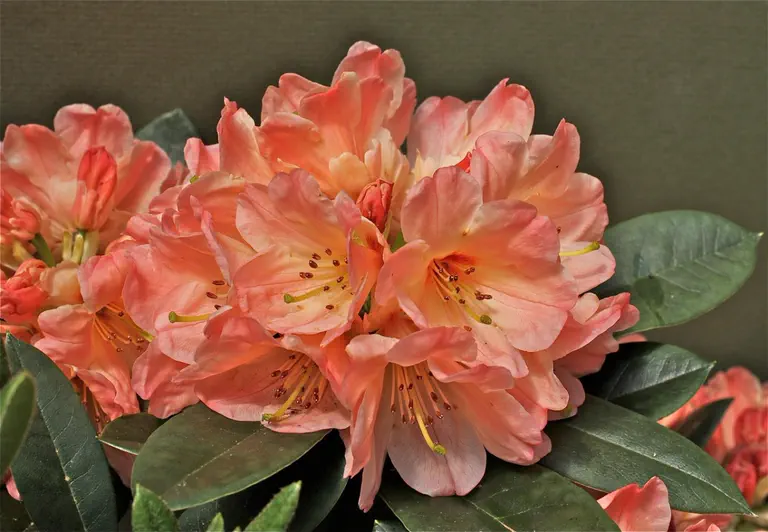 Photo of R. 'Amber Honey', Rhododendron Hybrid
