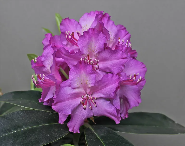 Photo of R. 'Lavender Moonlight', Rhododendron Hybrid