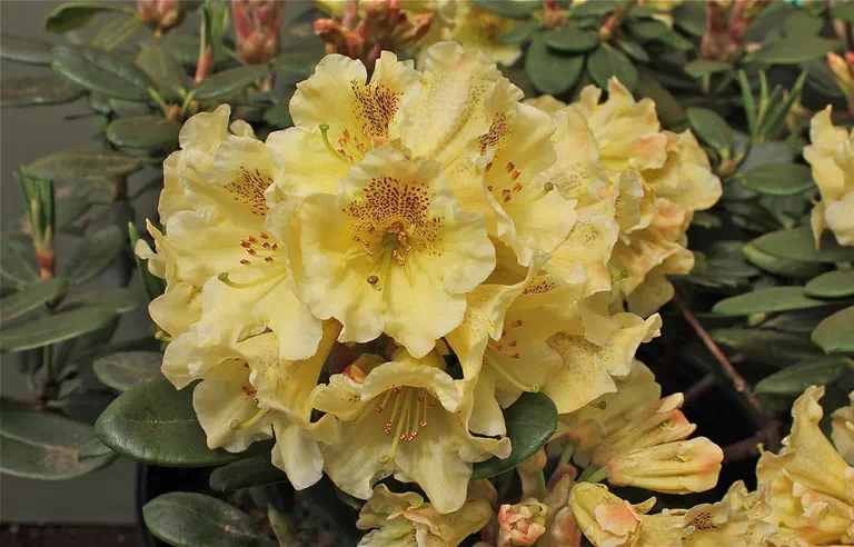Photo of R. 'Lemon Passion', Rhododendron Hybrid