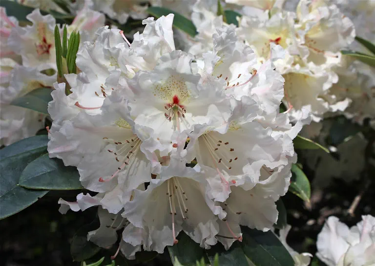 Photo of R. 'Maddie Mae', Rhododendron Hybrid