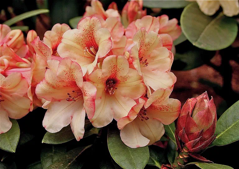Photo of R. 'Mardi', Rhododendron Hybrid