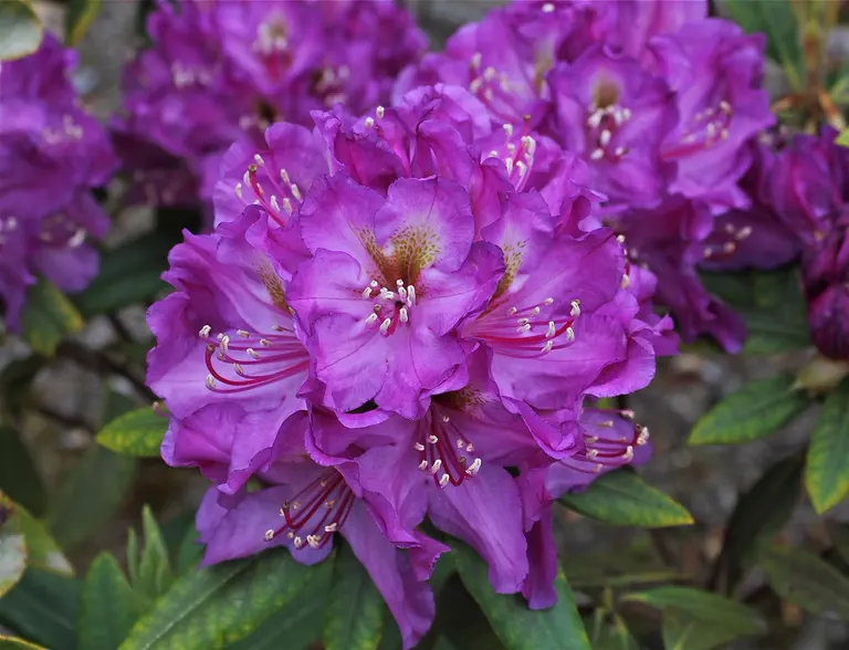 Photo of R. 'Plum Magic', Rhododendron Hybrid