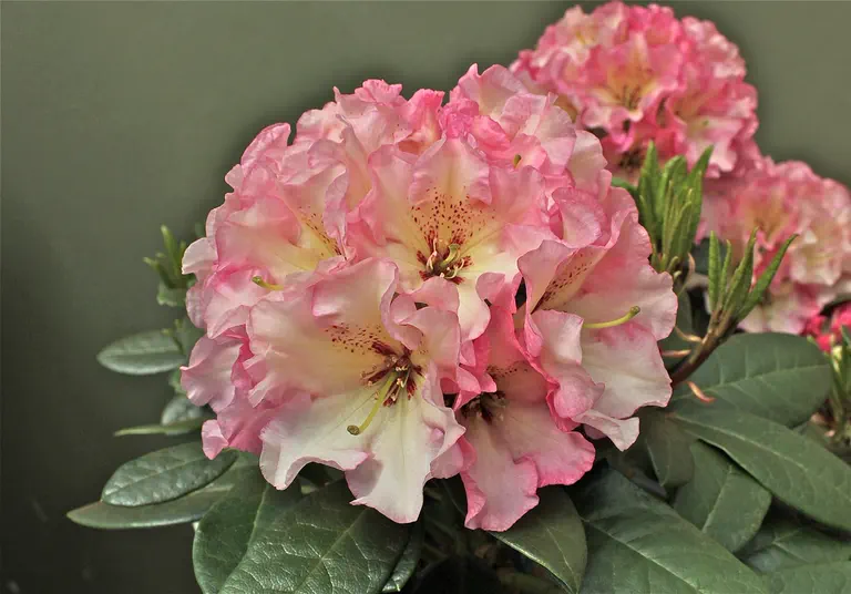 Photo of R. 'Quiet Elegance', Rhododendron Hybrid