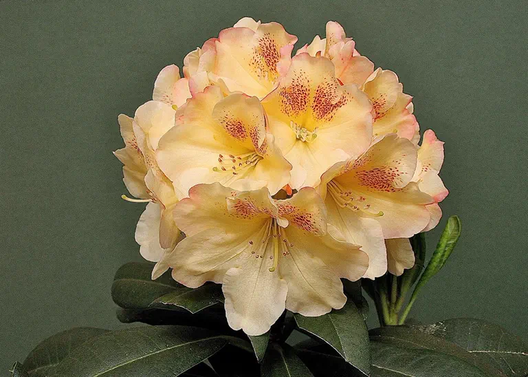 Photo of R. 'Sun Music', Rhododendron Hybrid